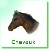 Chevaux