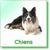 Chiens