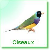 Oiseaux