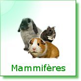 Petits Mammifères