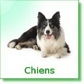 gamme chien